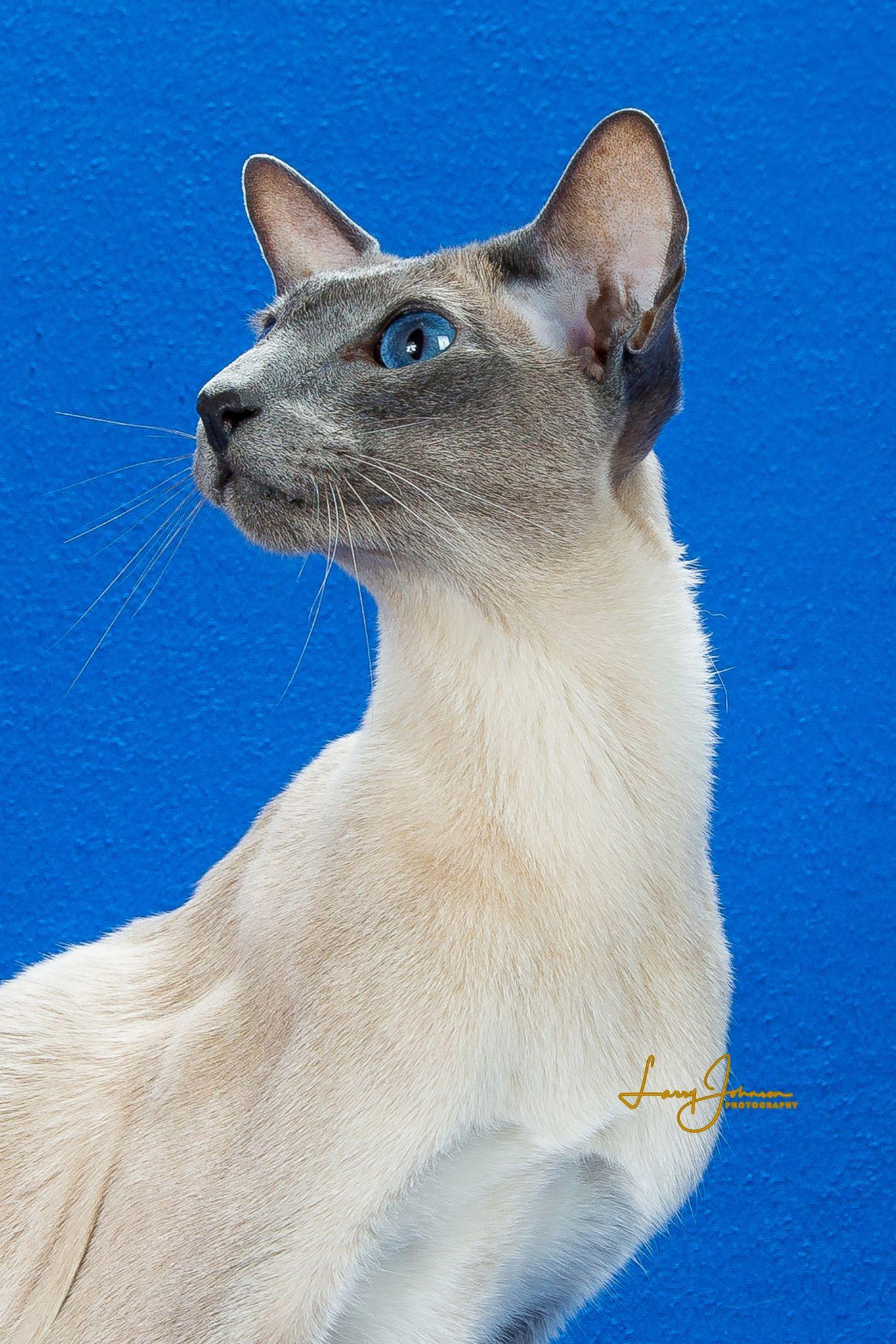 CFA GP Geishagoll Storm TICA SGCA 2nd Best Siamese NW Region 2019-2020 3rd Best Siamese Nationally Owned by Steven and Kimberly 