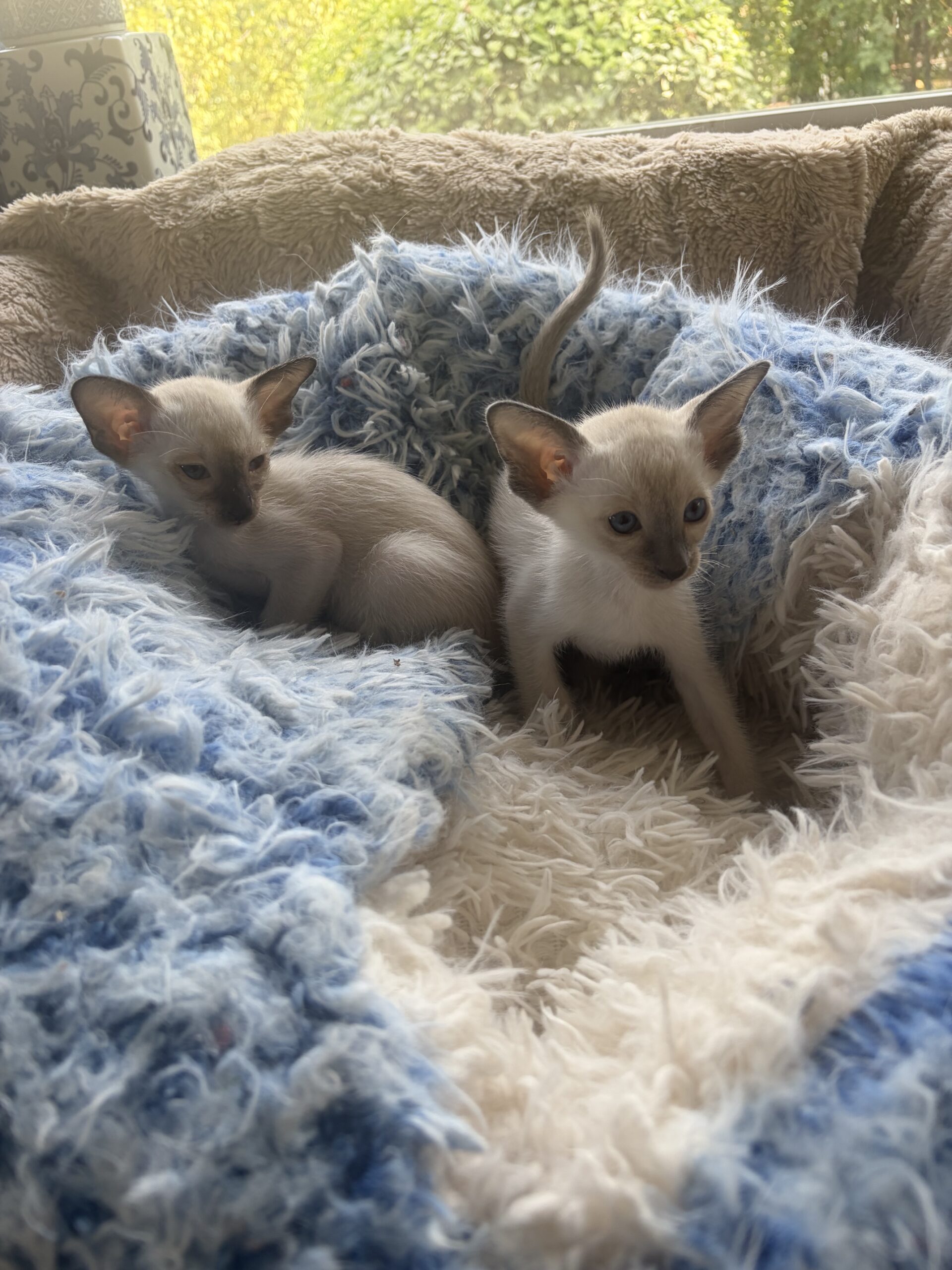 Siamese kittens male