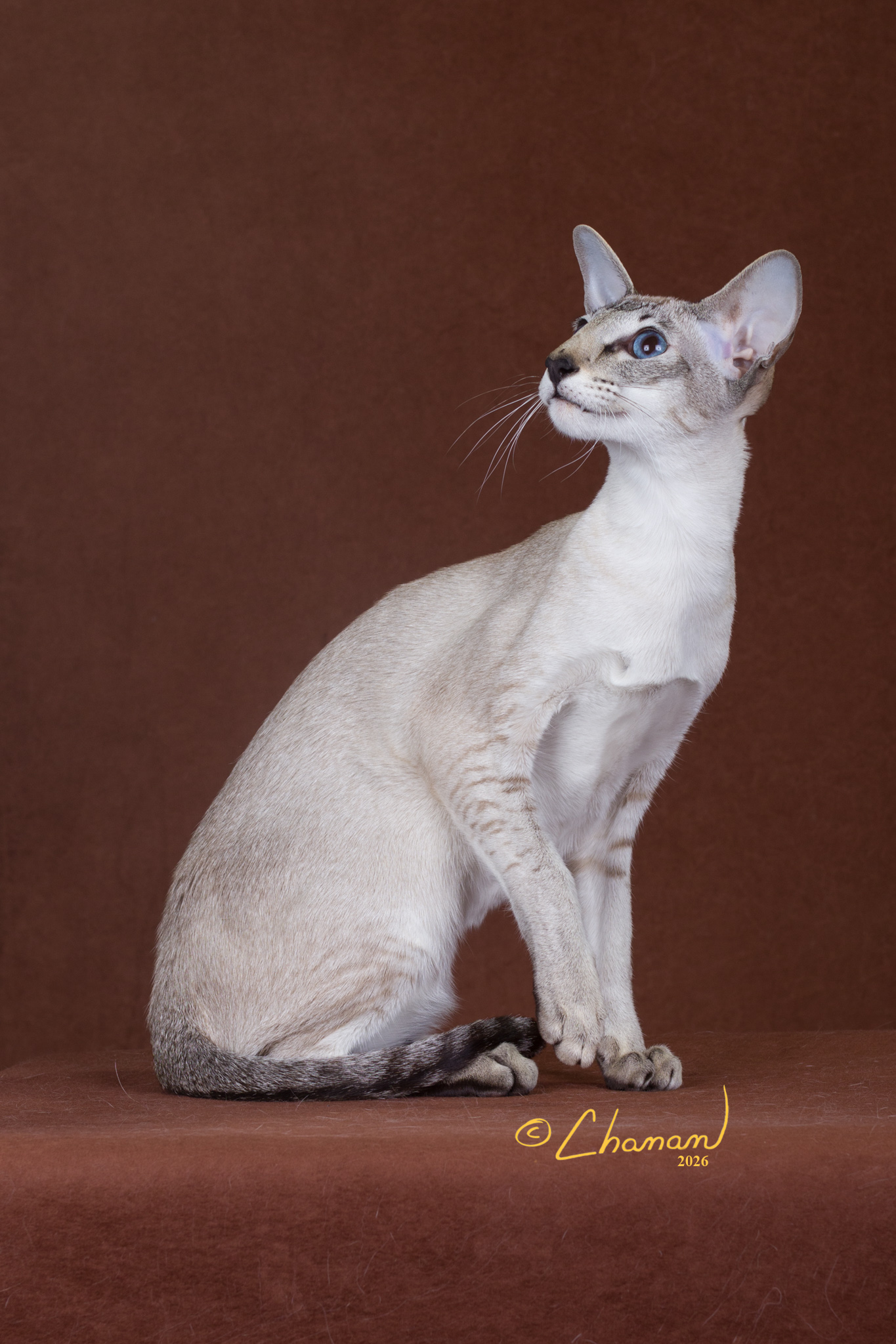 Seal Lynx Colorpoint Shorthair