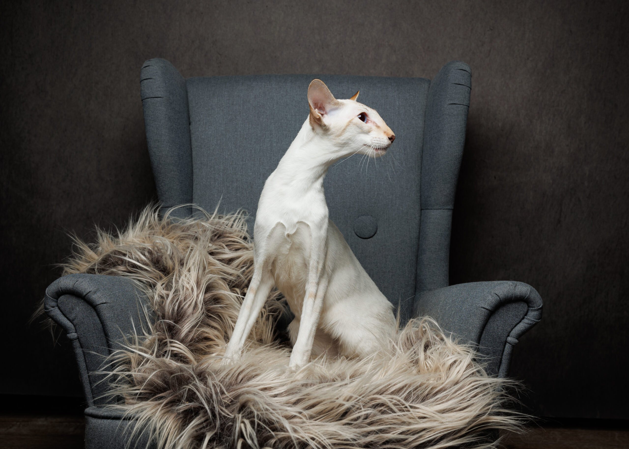 Lilac lynx point Colorpoint Shorthair