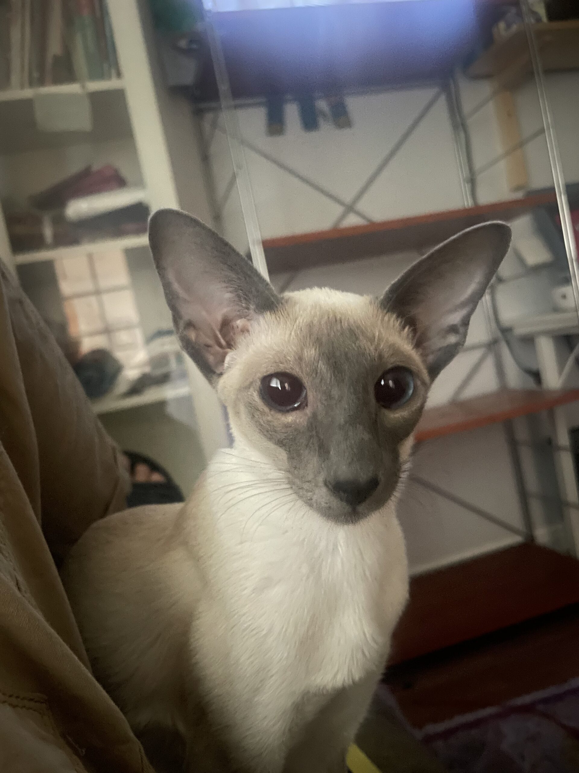 Blue point Siamese female