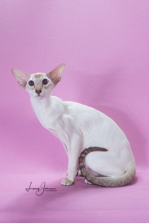 Chocolate Lynx Colorpoint Shorthair