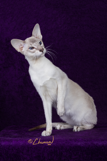 Blue Lynx Colorpoint Shorthair