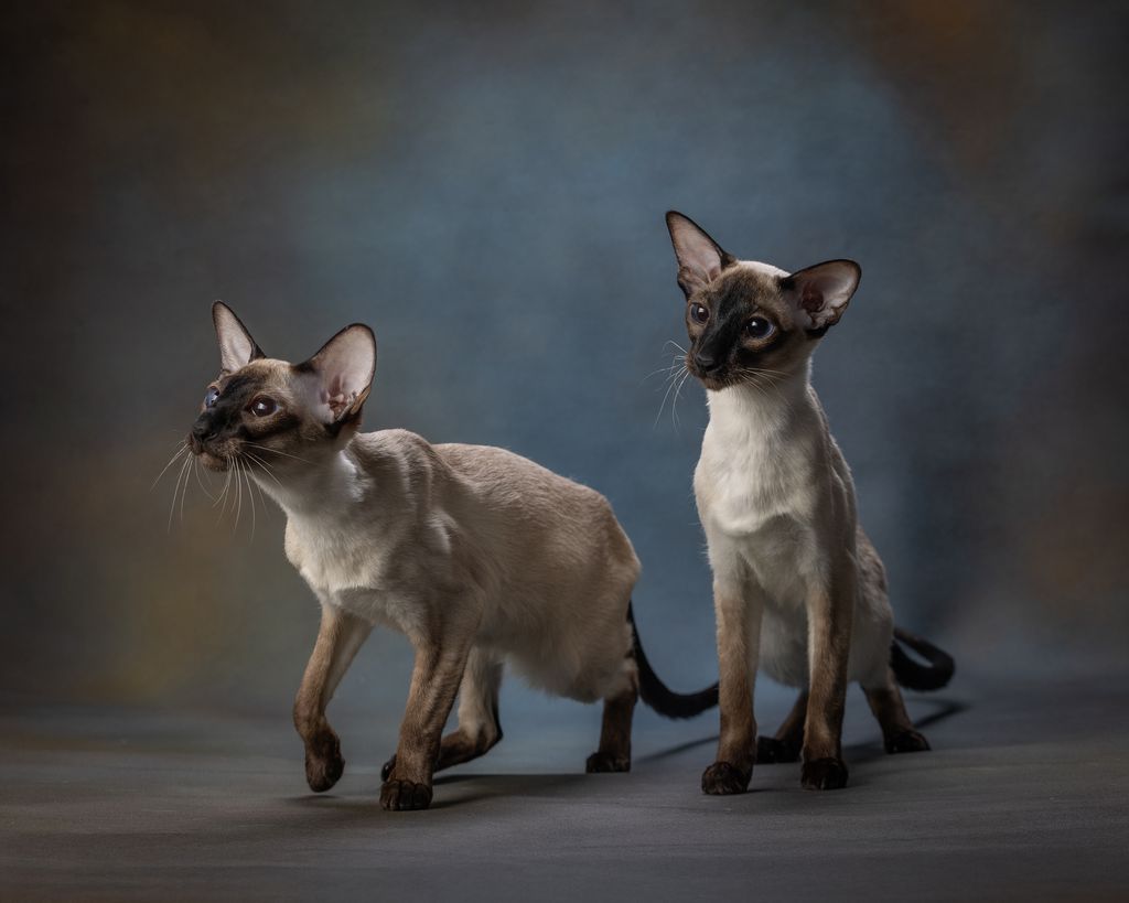 Seal Point Siamese
