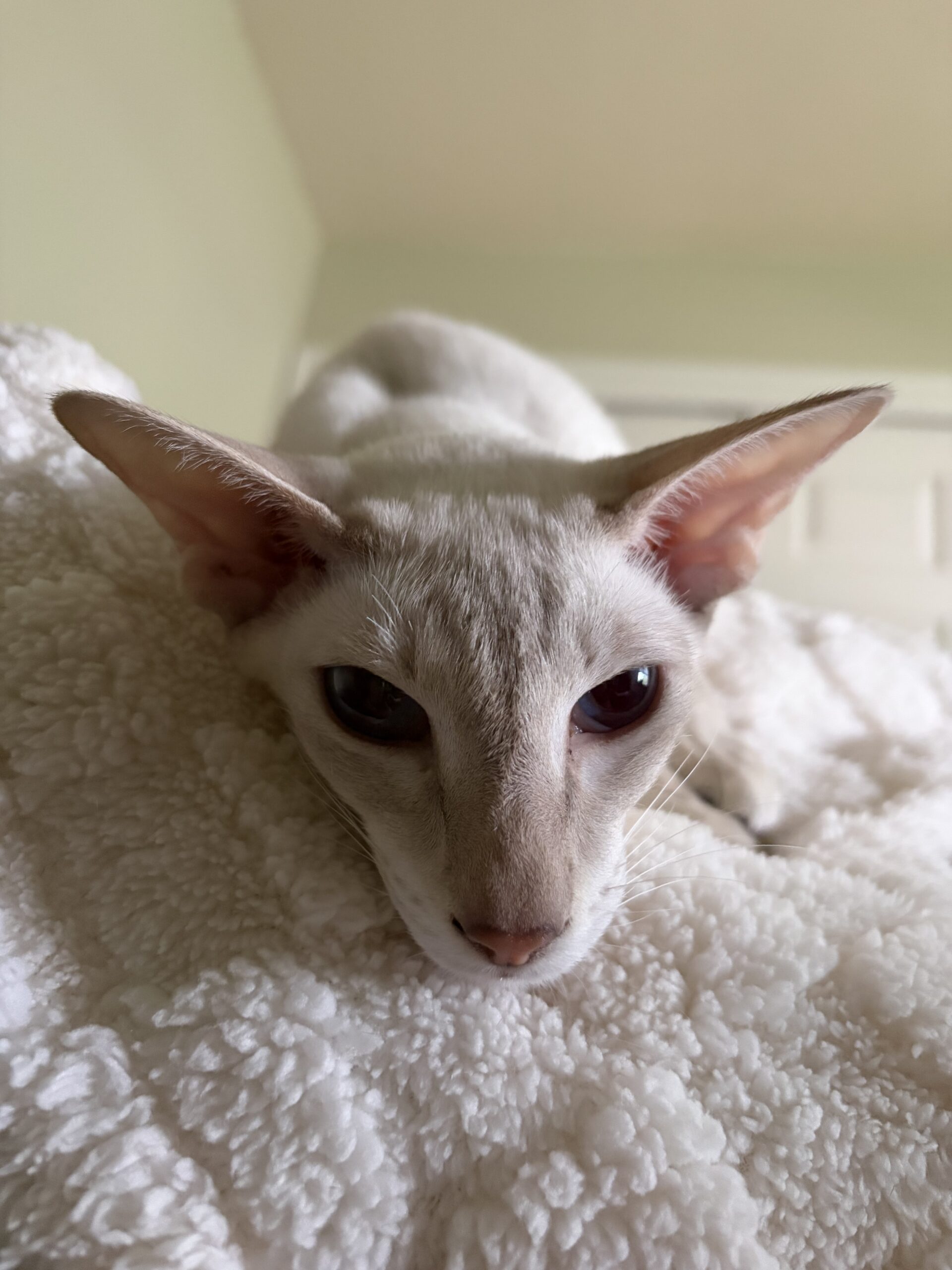 Lilac Lynx point Colorpoint Shorthair